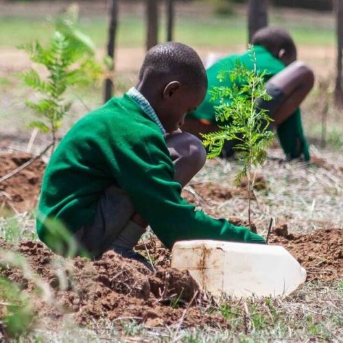 student plant